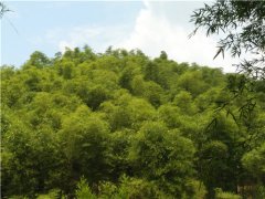 <b>宜宾南溪区：马家乡以竹产业推动脱贫攻坚</b>