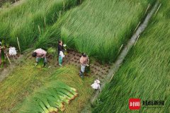 <b>7月，万亩蔺草收割季</b>