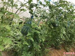 <b>安徽青阳蓉城镇：强化产业发展利益联结，引领巩固村出列户脱贫</b>