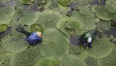 <b>江苏：芡实采收忙</b>