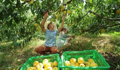 <b>贵州玉屏：黄桃产业促增收</b>