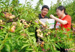 <b>河北卢龙县：山坡披绿装 果香飘四方</b>