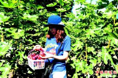 <b>古蔺：又到丰收季 永乐无花果引客来</b>