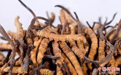 花大钱买的“虫草”有可能是“坑 ”