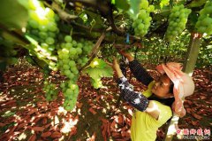 <b>贵州玉屏：水晶葡萄抢“鲜”上市</b>