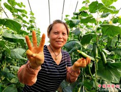 <b>郯城：“菌肥”让迷你“水果黄瓜”变迷人</b>