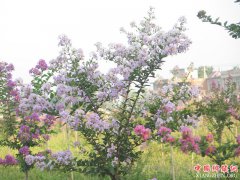 <b>安徽：古城镇林业扶贫花正艳</b>