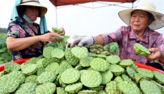 <b>山东：“复耕莲蓬”新鲜上市</b>