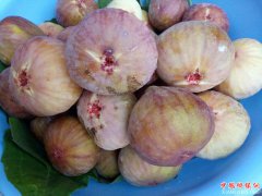 <b>重庆巫山无花果将丰收上市</b>