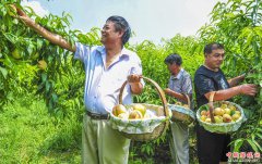 <b>河北文安：果树种植能手带领村民同走致富路</b>