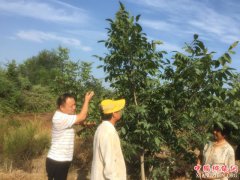 <b>陕西莲花寺镇：因地制宜发展产业  脱贫攻坚干字当头</b>