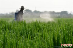 <b>安徽肥西：盛夏农事忙</b>