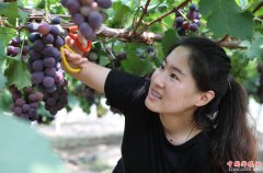 <b>葡萄园里结出“致富果”</b>
