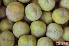 <b>重庆巫山柑园村脆李收入2500万</b>