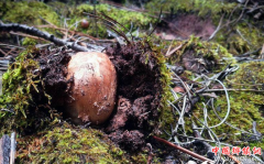 <b>云南迪庆松茸大量上市 年采集量近千吨</b>