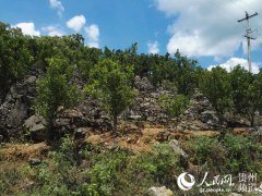 <b>金沙县青山村：石旮旯上创奇迹 碰柑成为致富树</b>