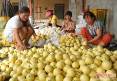 <b>河北泊头：“鸭梨之乡”采摘忙</b>