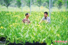 <b>种上文心兰，扶贫扶智“花开两朵”</b>