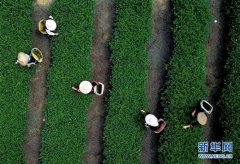 <b>福建玛坑乡：茶旅结合 助农增收</b>