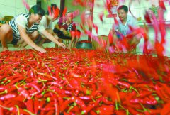 <b>辣椒红了  村民笑了</b>