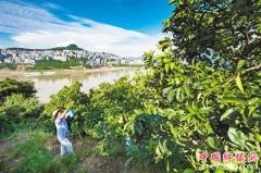 <b>云阳：岸增绿 人增收</b>