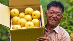 <b>河北：农民喜摘早熟梨</b>
