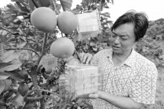 <b>重庆梁平：方形柚子试种成功</b>