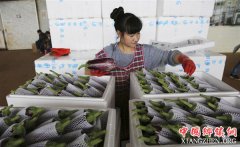 <b>云南：生态农业助农增收</b>