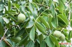 <b>“电商＋认养核桃树”陇山村开启扶贫新模式</b>