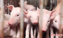 <b>四川：南部县将建20万头生猪养殖基地</b>