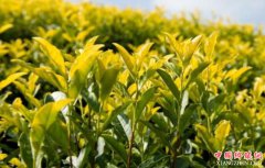 <b>到2020年旺苍将建成全国最大黄茶基地</b>