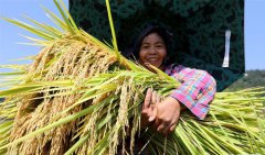 <b>广西：高山鱼稻迎来丰收季</b>