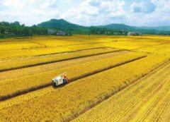 <b>又到水稻收割季</b>