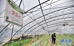 <b>京郊秋季西甜瓜进入种植期</b>