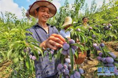 <b>贵州遵义：李子丰收甜农心</b>