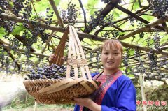 <b>广西三江：千亩葡萄丰收助脱贫</b>