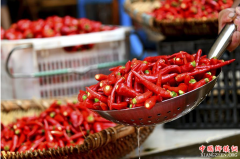 <b>贵州遵义：小辣椒铺就红火致富路</b>