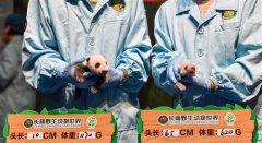 <b>华南大熊猫基地喜迎“双宝”诞生</b>