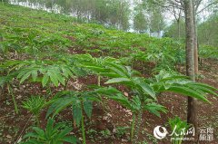 <b>云南沧源：魔芋显“魔”力助脱贫（图）</b>