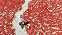 <b>湖北：宣恩县火红辣椒迎丰收</b>