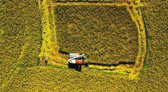 <b>梁平：水稻机收率达97%</b>