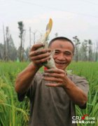 <b>亲近自然 成都温江永宁镇开展第四届农耕文化体验活动</b>