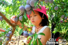 <b>重庆石柱：三河镇“脱贫+增收”新路子良性延伸</b>