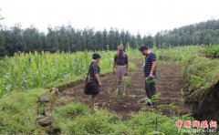 <b>四川全面实施农技推广服务特聘计划</b>