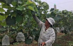 <b>变“输血”为“造血” 河南原阳产业扶贫让群众底气足</b>