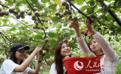 <b>重庆永川：猕猴桃基地年产值实现100万</b>