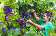 <b>河北永清：葡萄丰收乐农家</b>