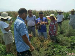 <b>田间培训学经验    助力群众增产又增收</b>