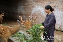 <b>铜梁：农家女扩建养鹿场做大民营经济</b>