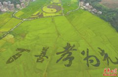 <b>彩稻巧绘美景 倡导忠孝美德</b>